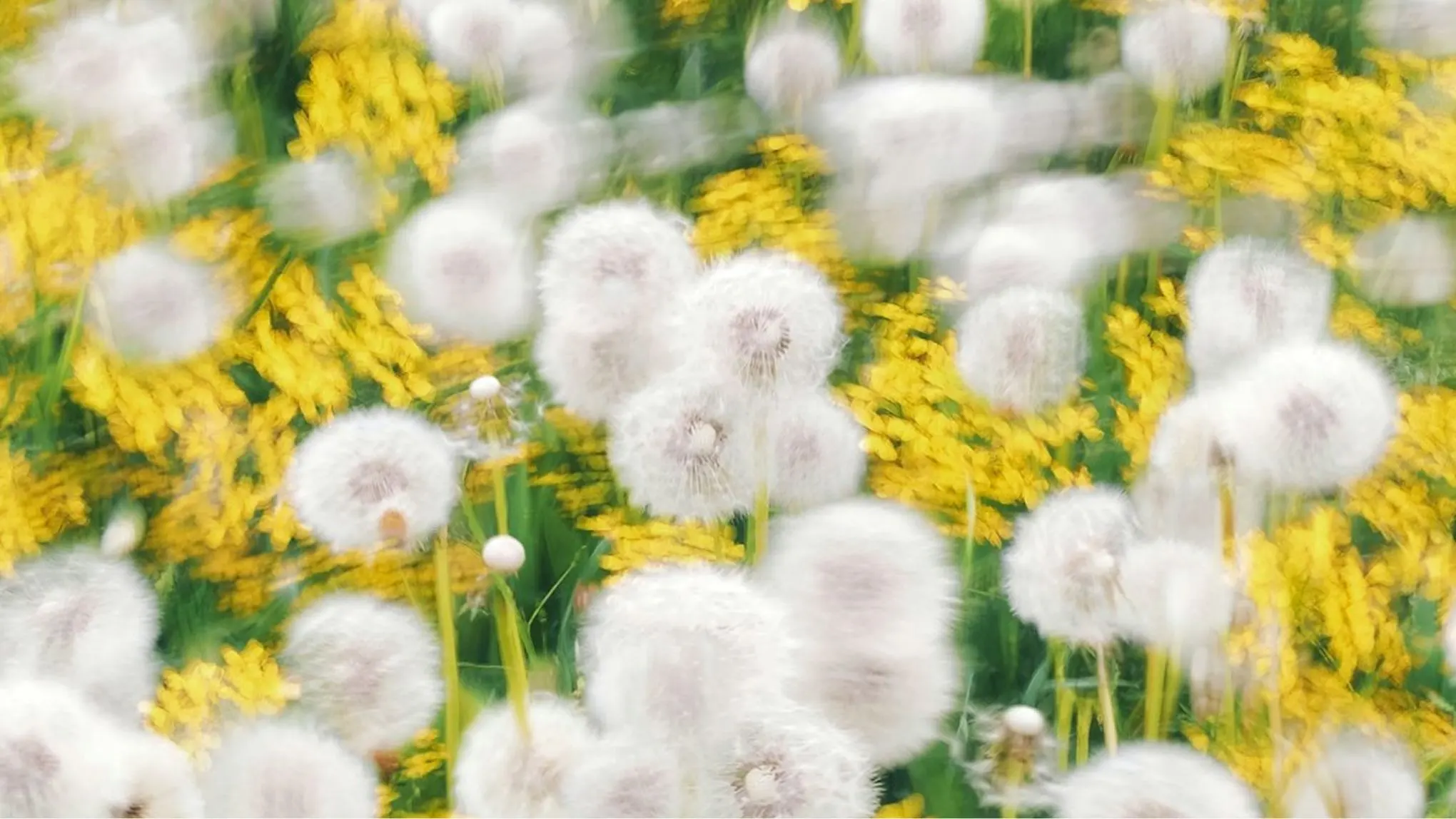 A slightly blurry picture of dandelions in a field.