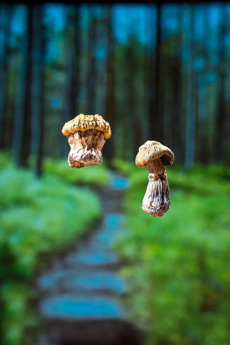 Two mushrooms appear to float above a forest path