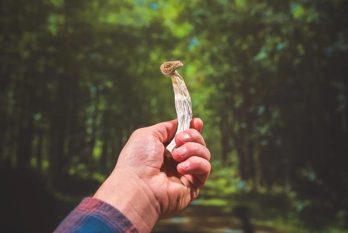 A hand holds up a mushroom with a forest path in the background