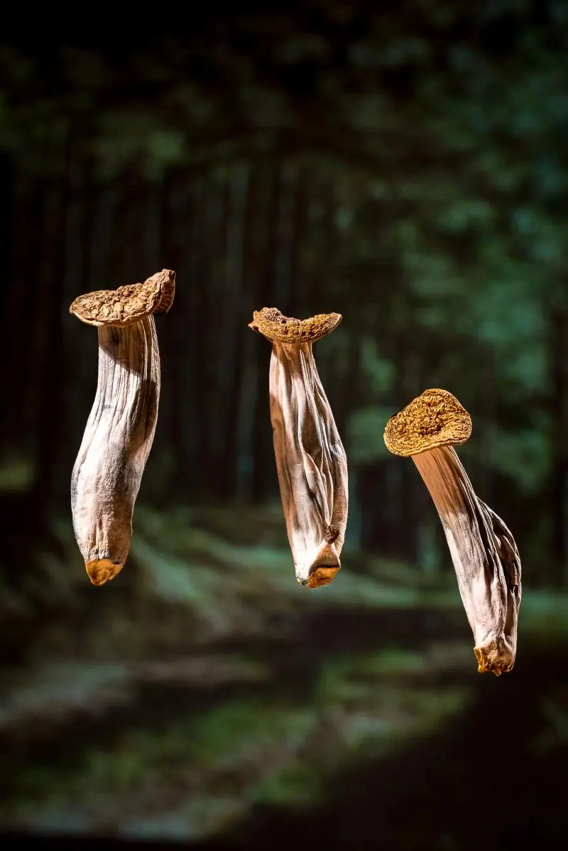 Three mushrooms float in the foreground of a dark forest scene