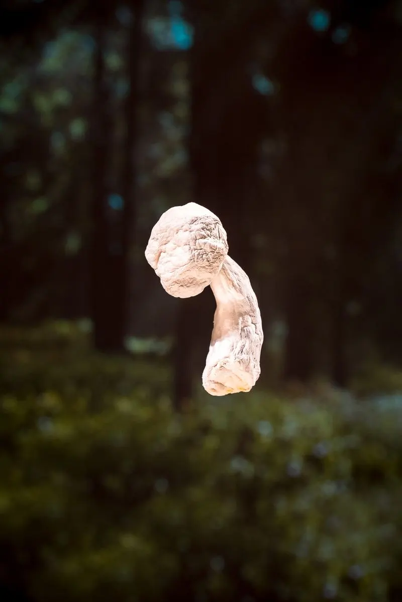A mushroom floats above a forest scene