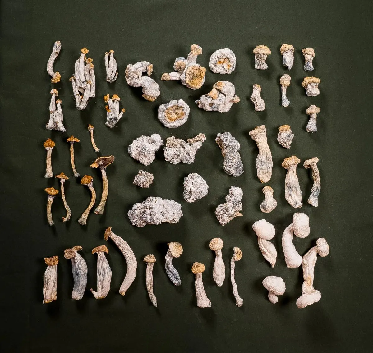 A variety of mushrooms on a piece of dark fabric
