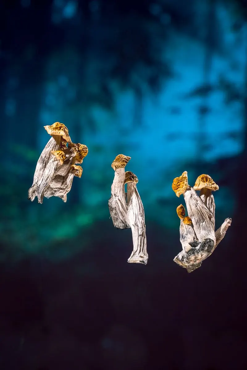 Three clusters of mushrooms appear to float above a dark forest